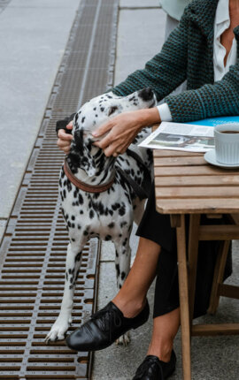 Eine Person streichelt einen Dalmatiner neben einem Tisch im Freien. Auf dem Tisch liegen eine Zeitung und eine Kaffeetasse.